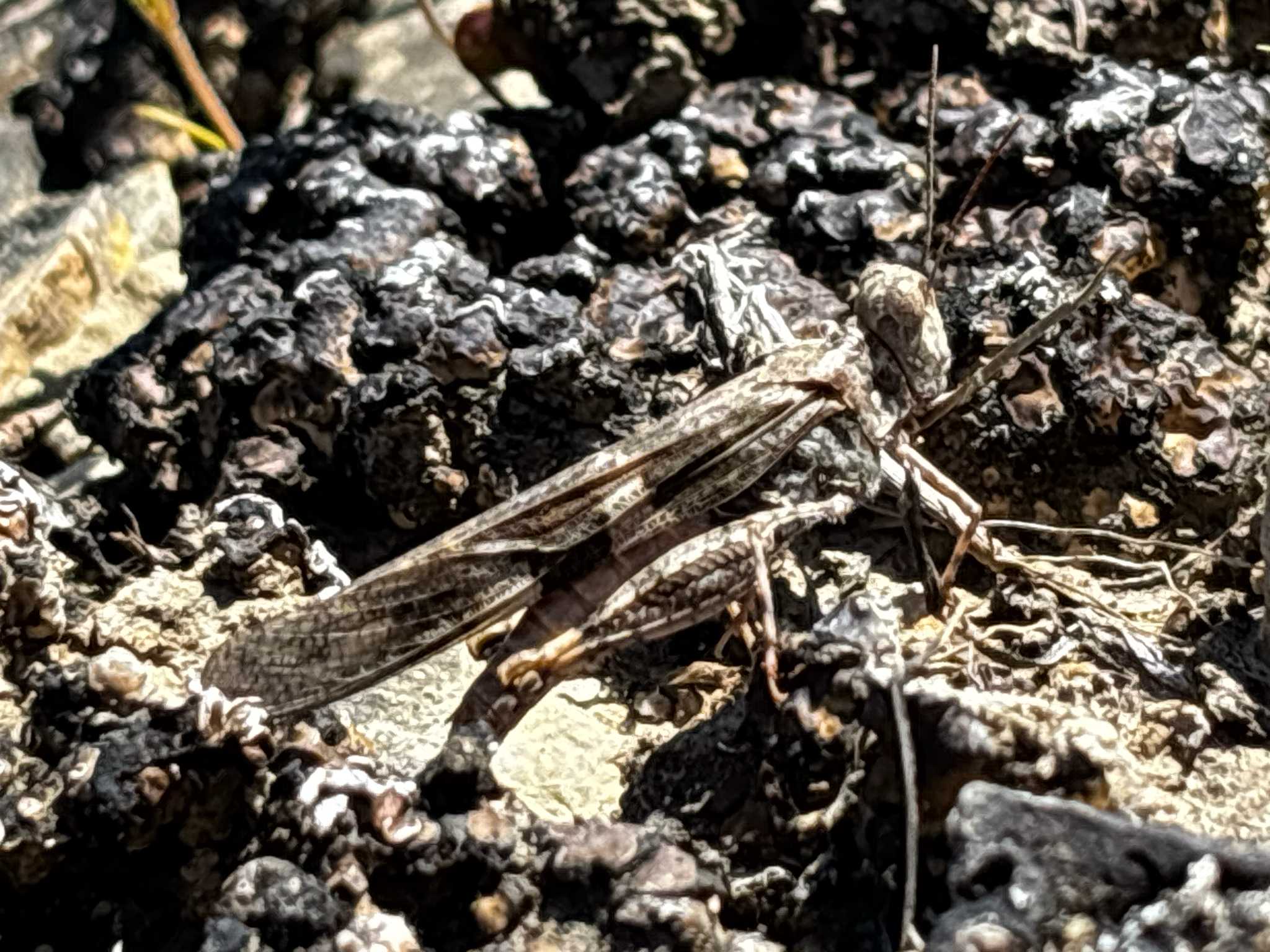 Trimerotropis