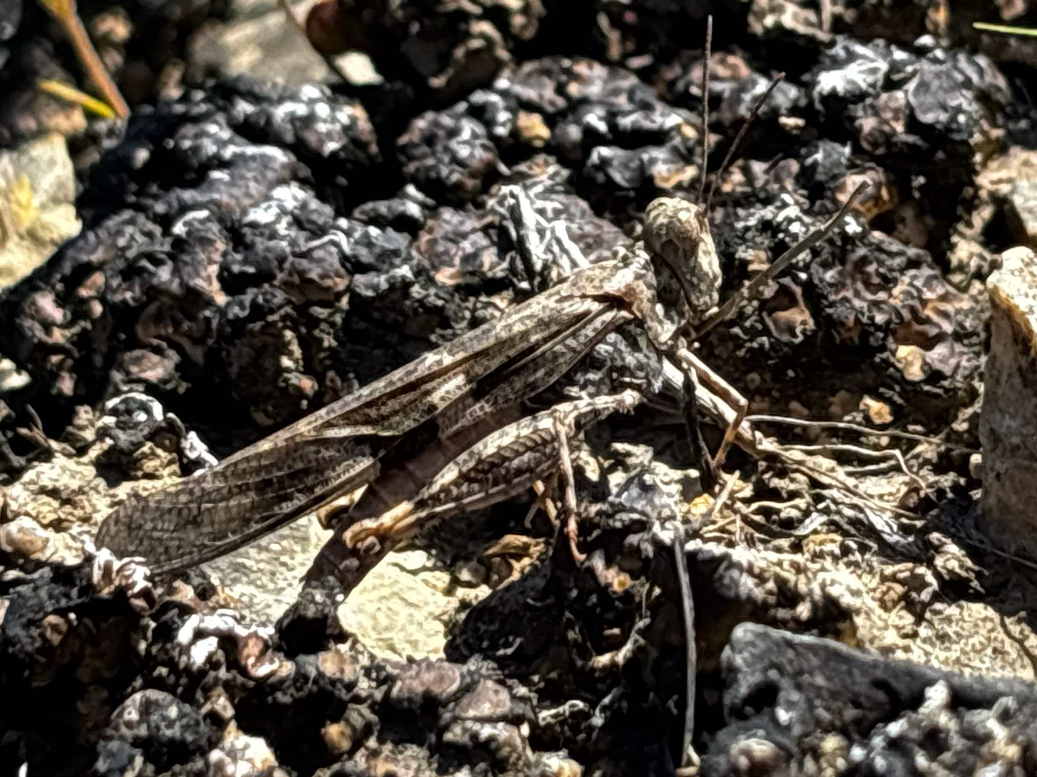 Trimerotropis