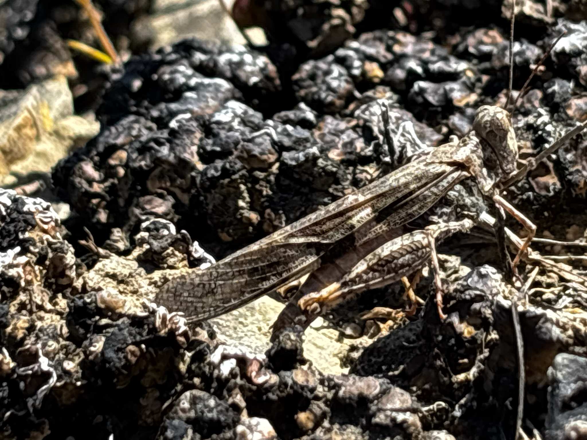 Trimerotropis