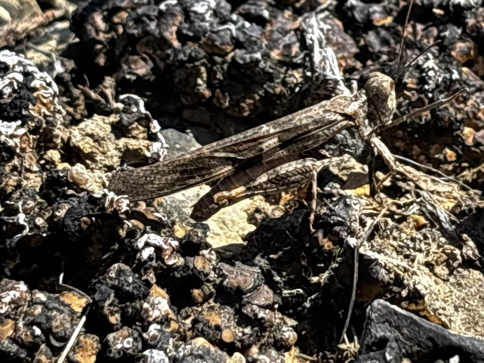 Trimerotropis