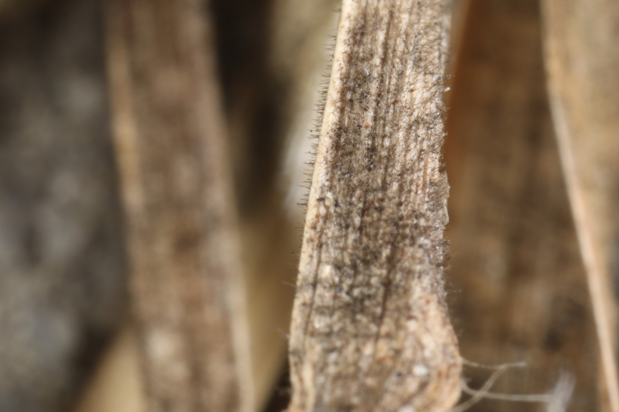 Colletotrichum graminicola