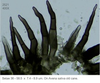 Colletotrichum graminicola