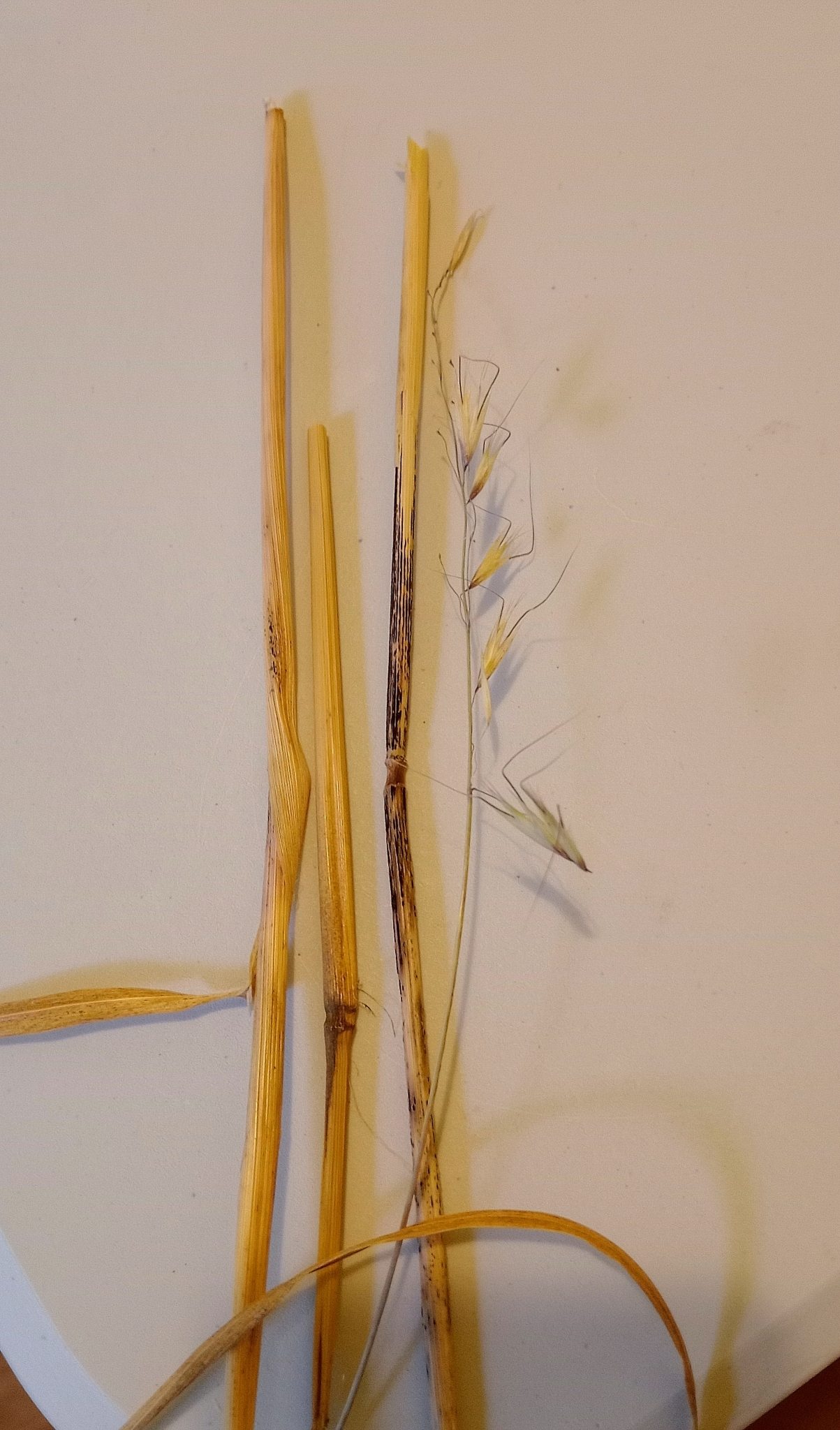 Colletotrichum graminicola
