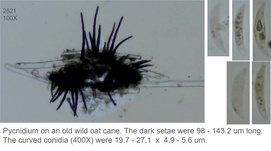 Colletotrichum graminicola