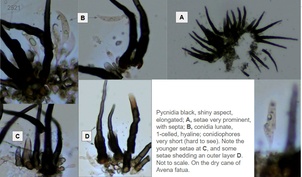 Colletotrichum graminicola