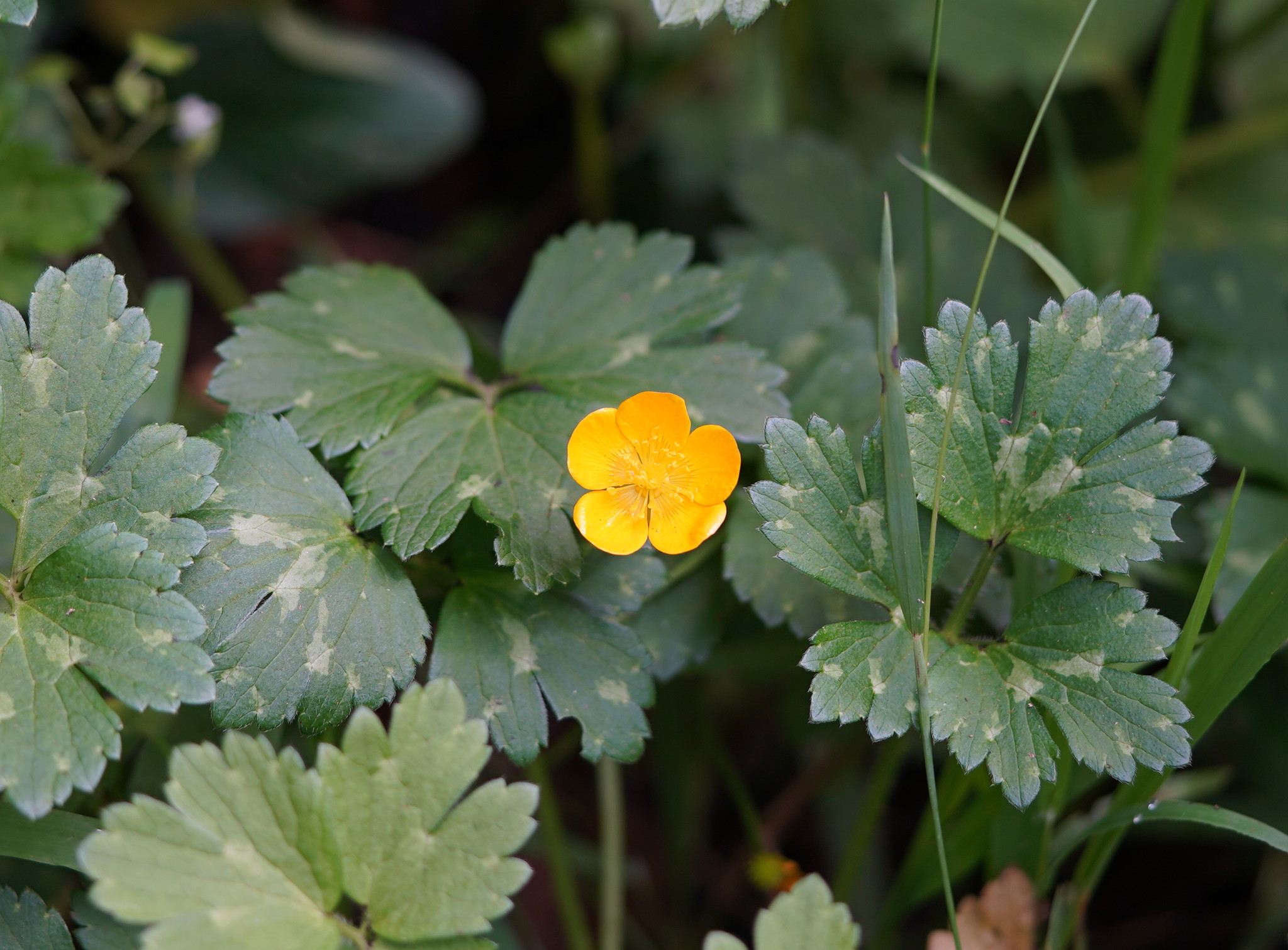 Ranunculus repens