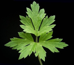 Ranunculus repens