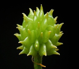 Ranunculus repens