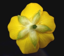 Ranunculus repens
