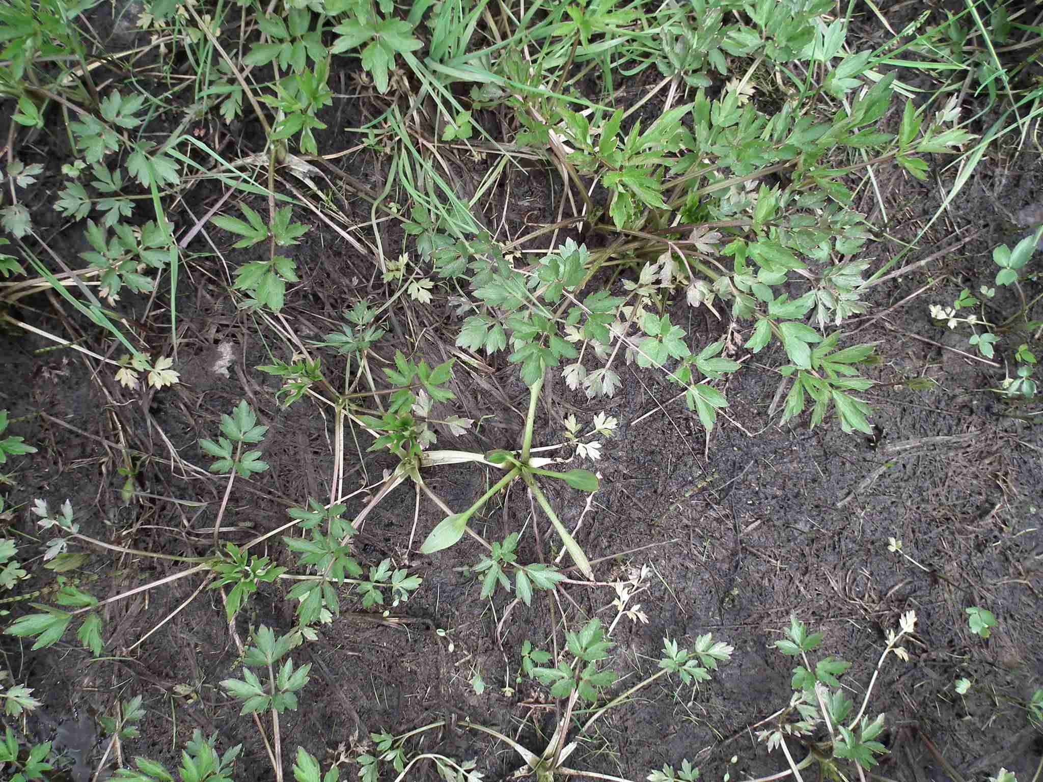 Ranunculus repens