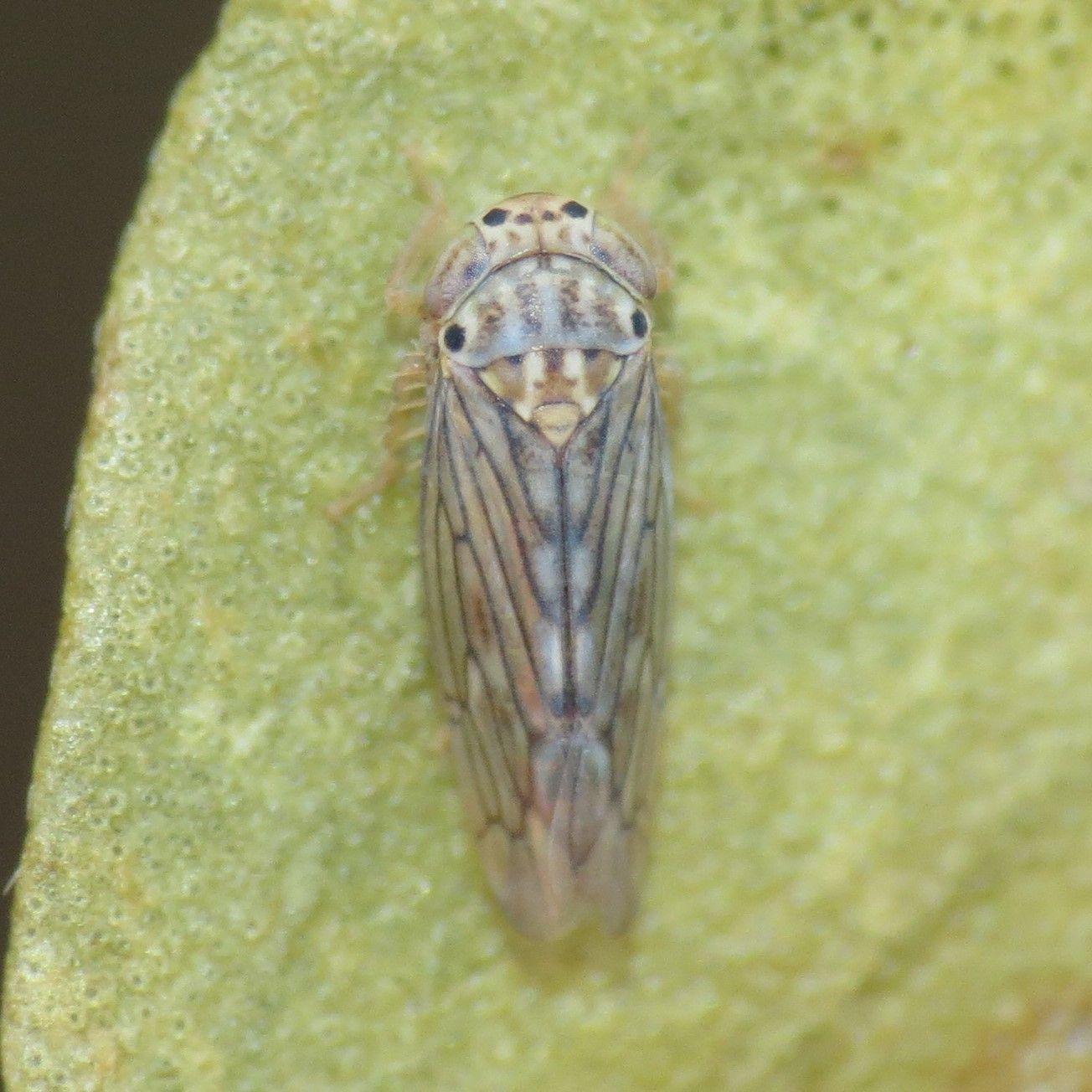 Ollarianus