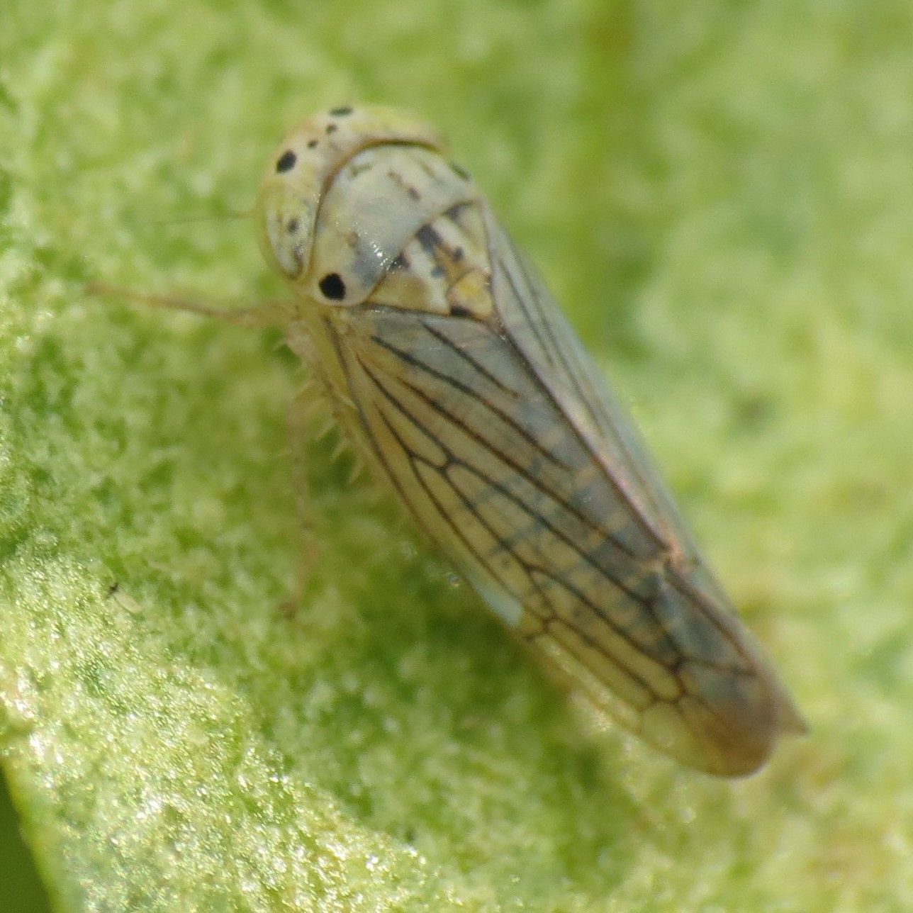 Ollarianus