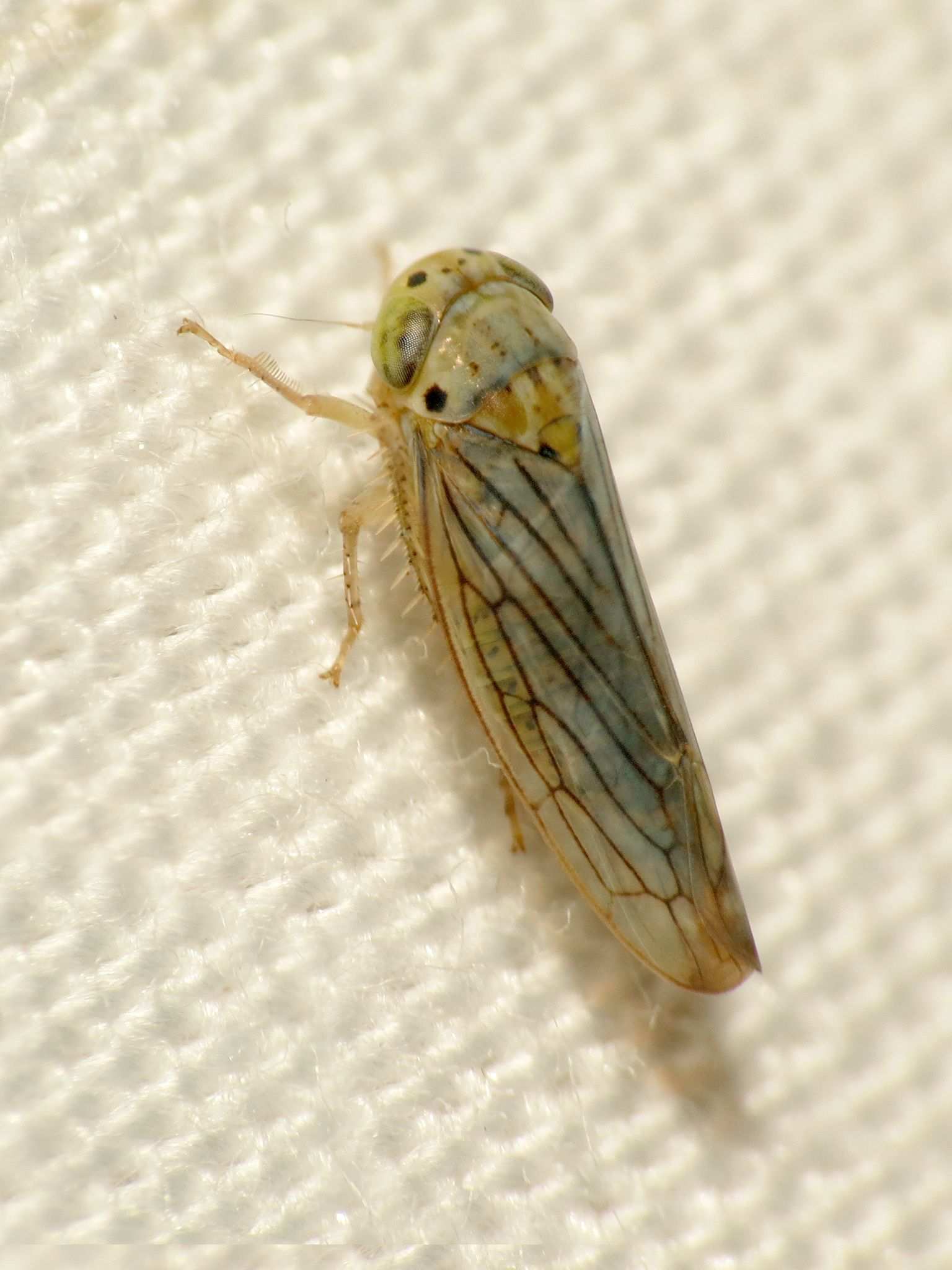 Ollarianus