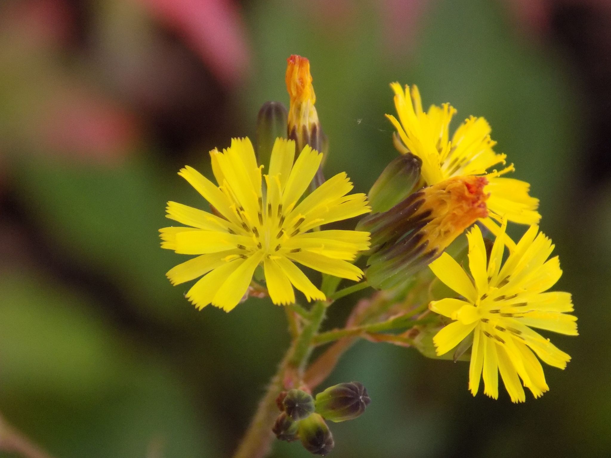 Youngia japonica