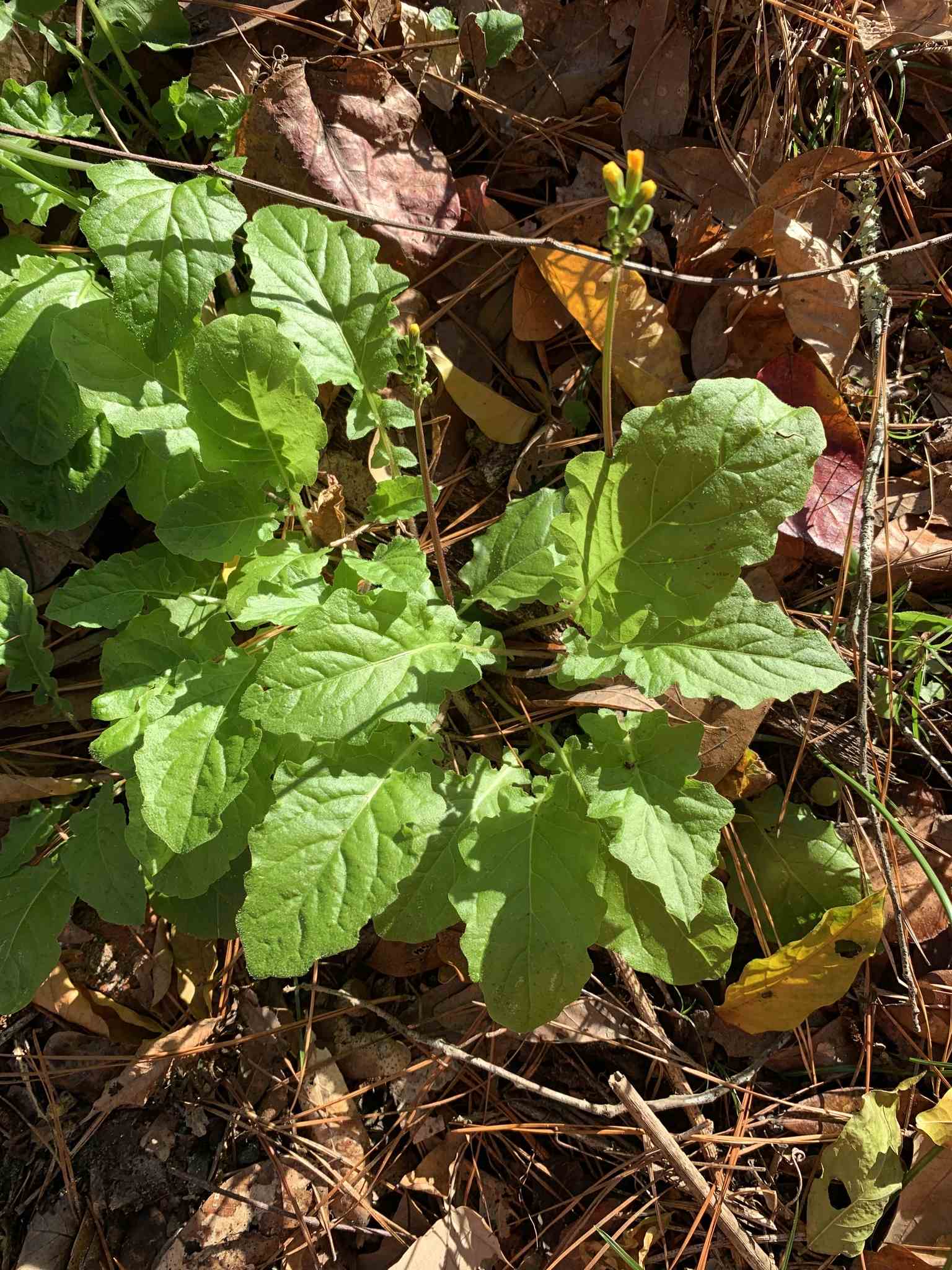 Youngia japonica