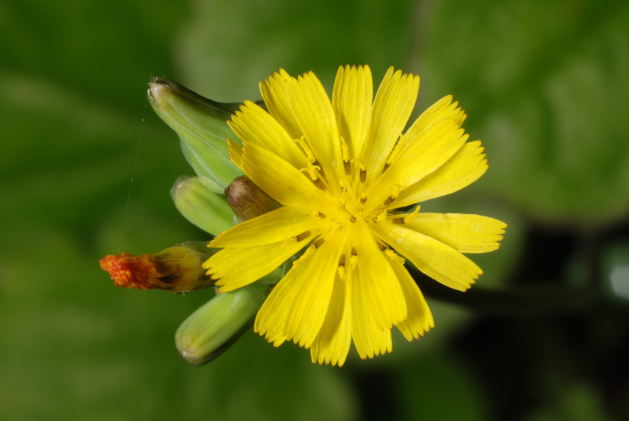 Youngia japonica