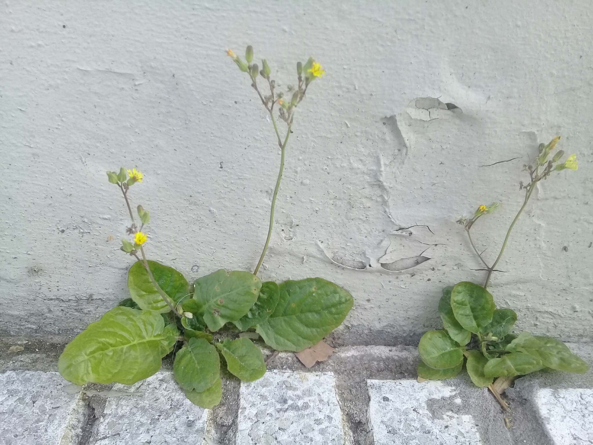 Youngia japonica