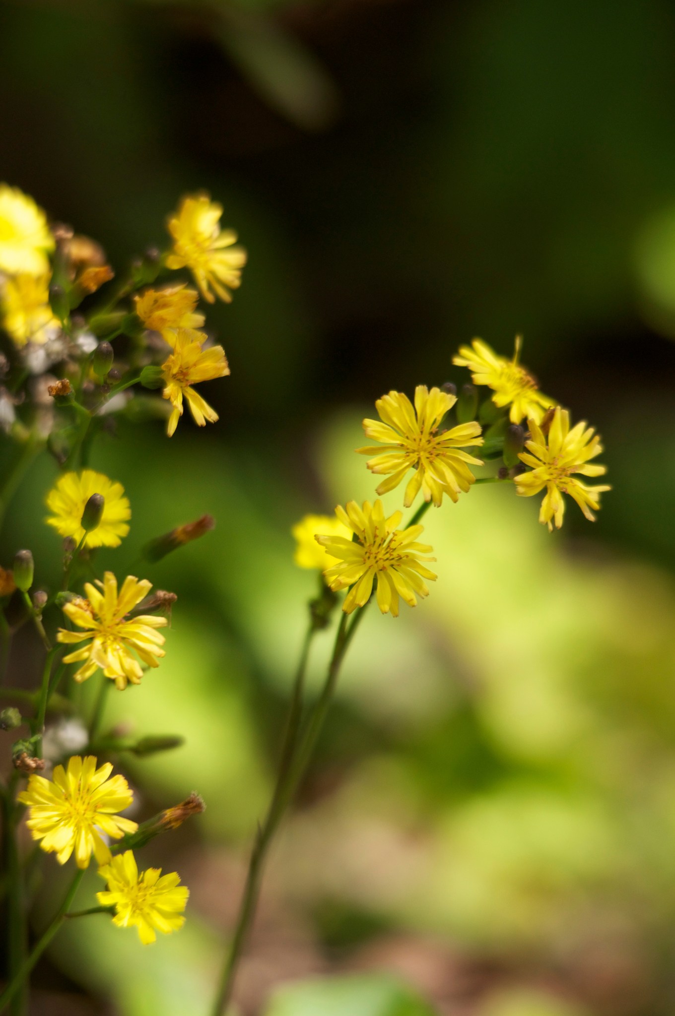 Youngia japonica