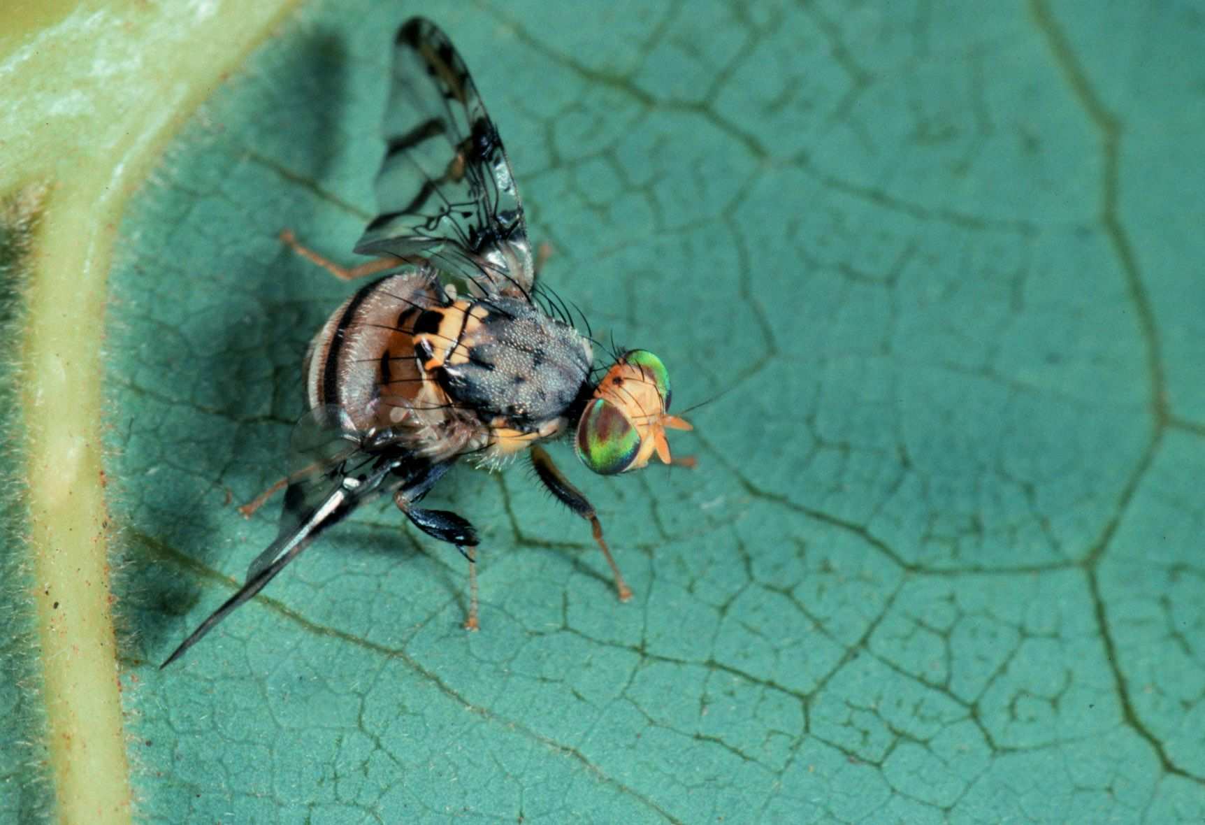 Ceratitis rubivora