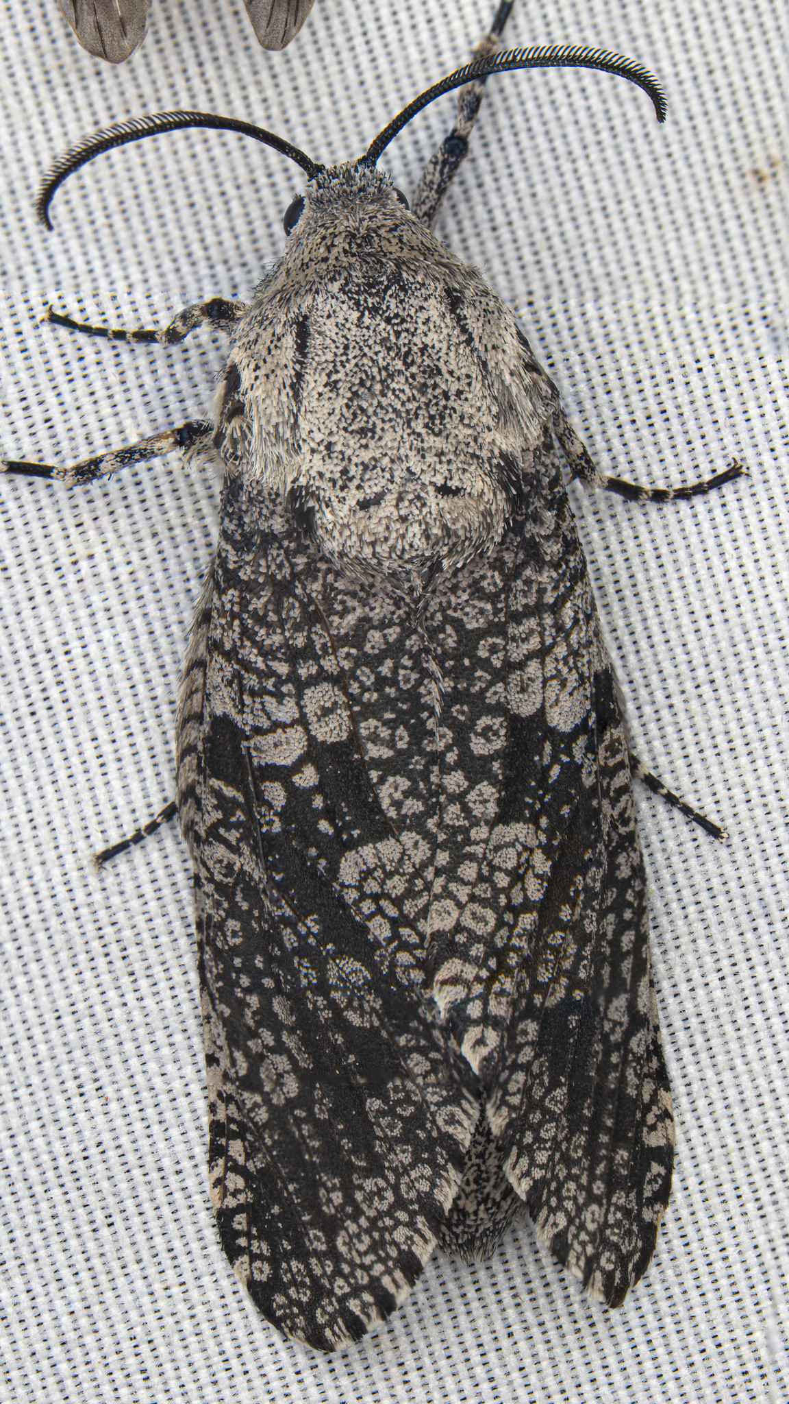 Prionoxystus robiniae
