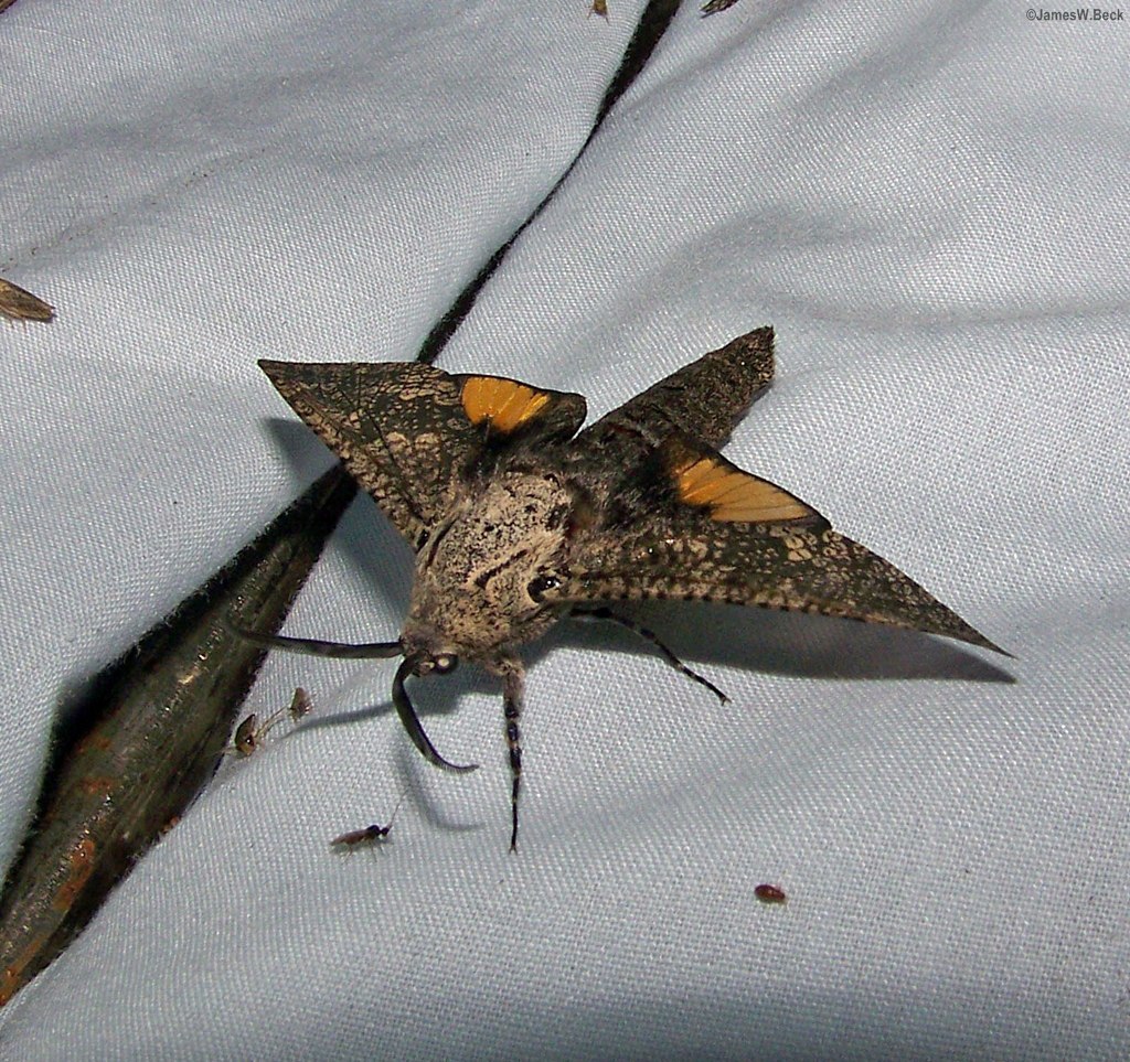 Prionoxystus robiniae