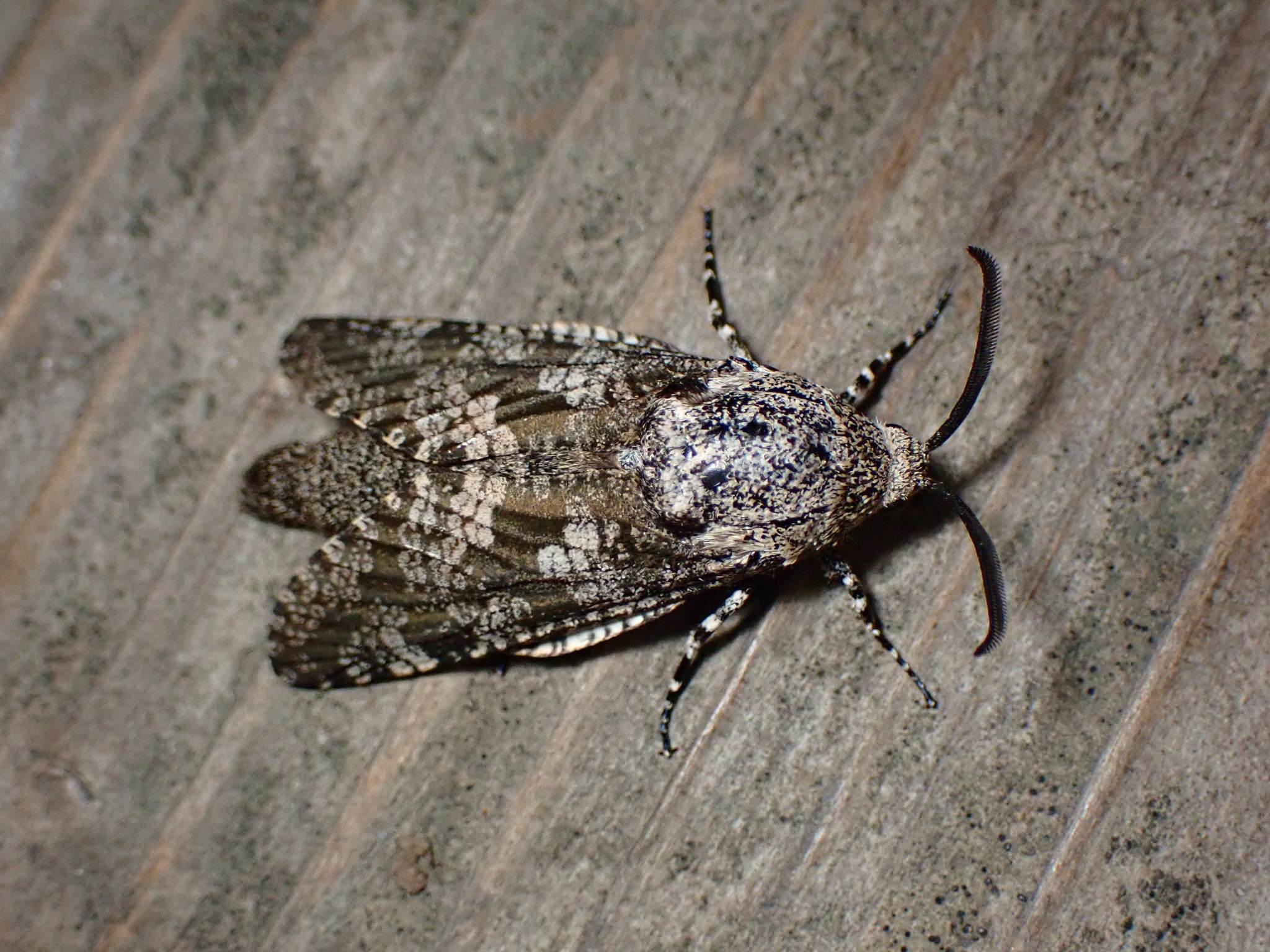 Prionoxystus robiniae