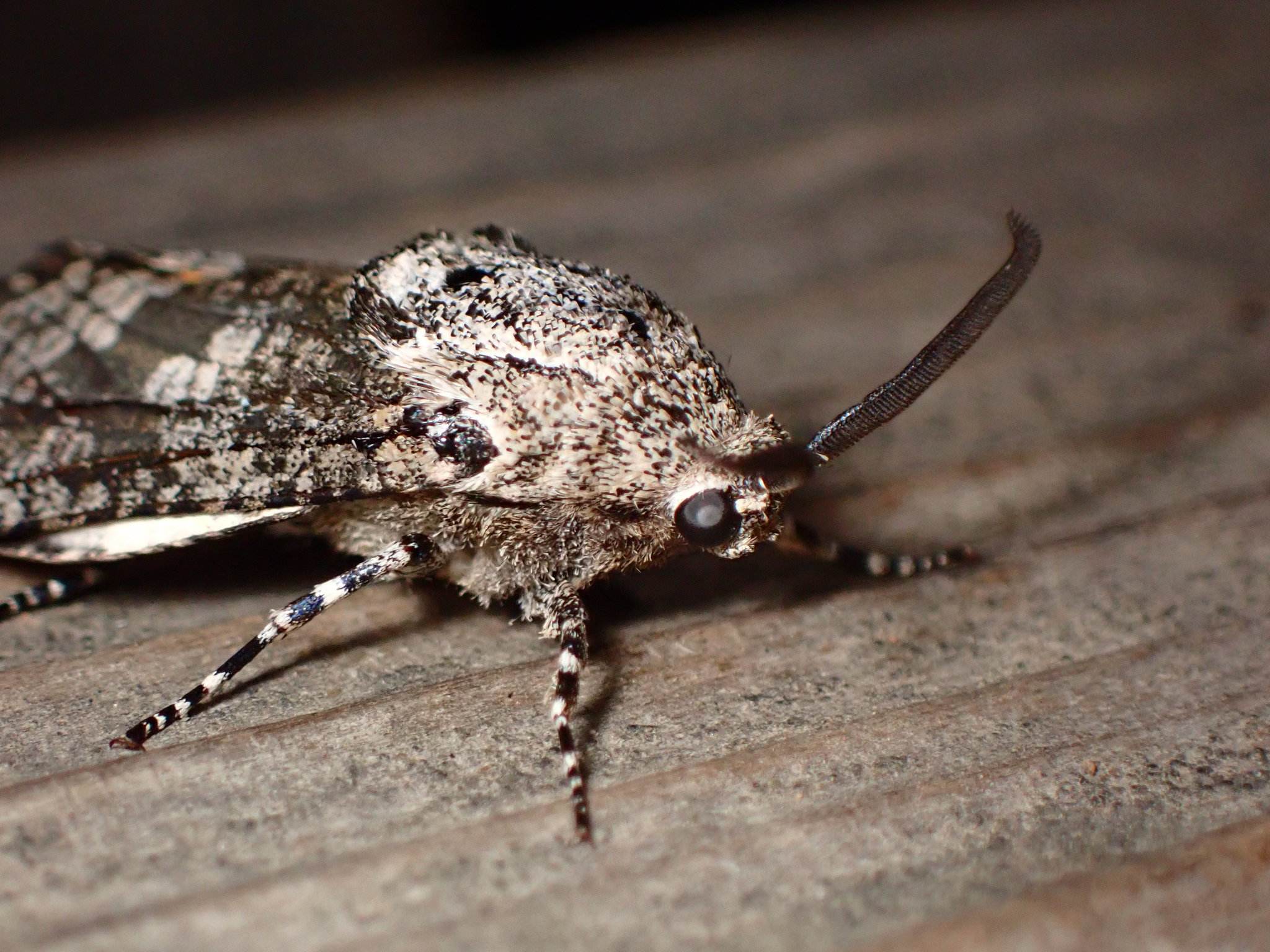 Prionoxystus robiniae