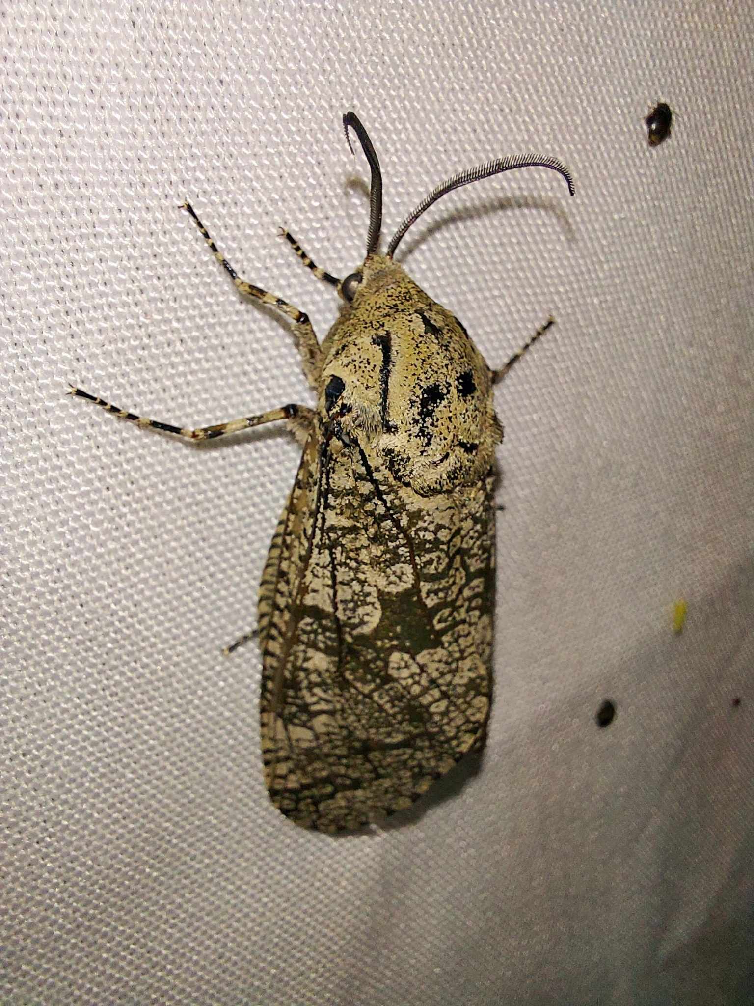 Prionoxystus robiniae