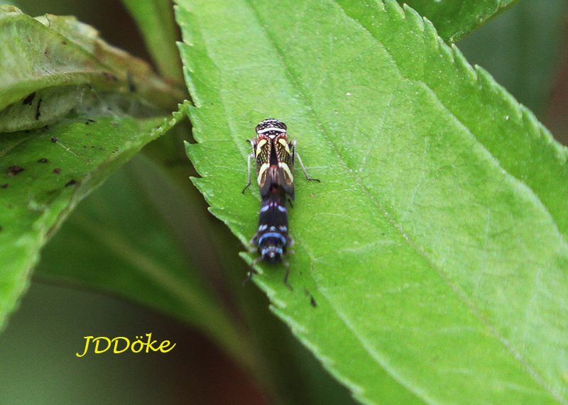 Macugonalia leucomelas