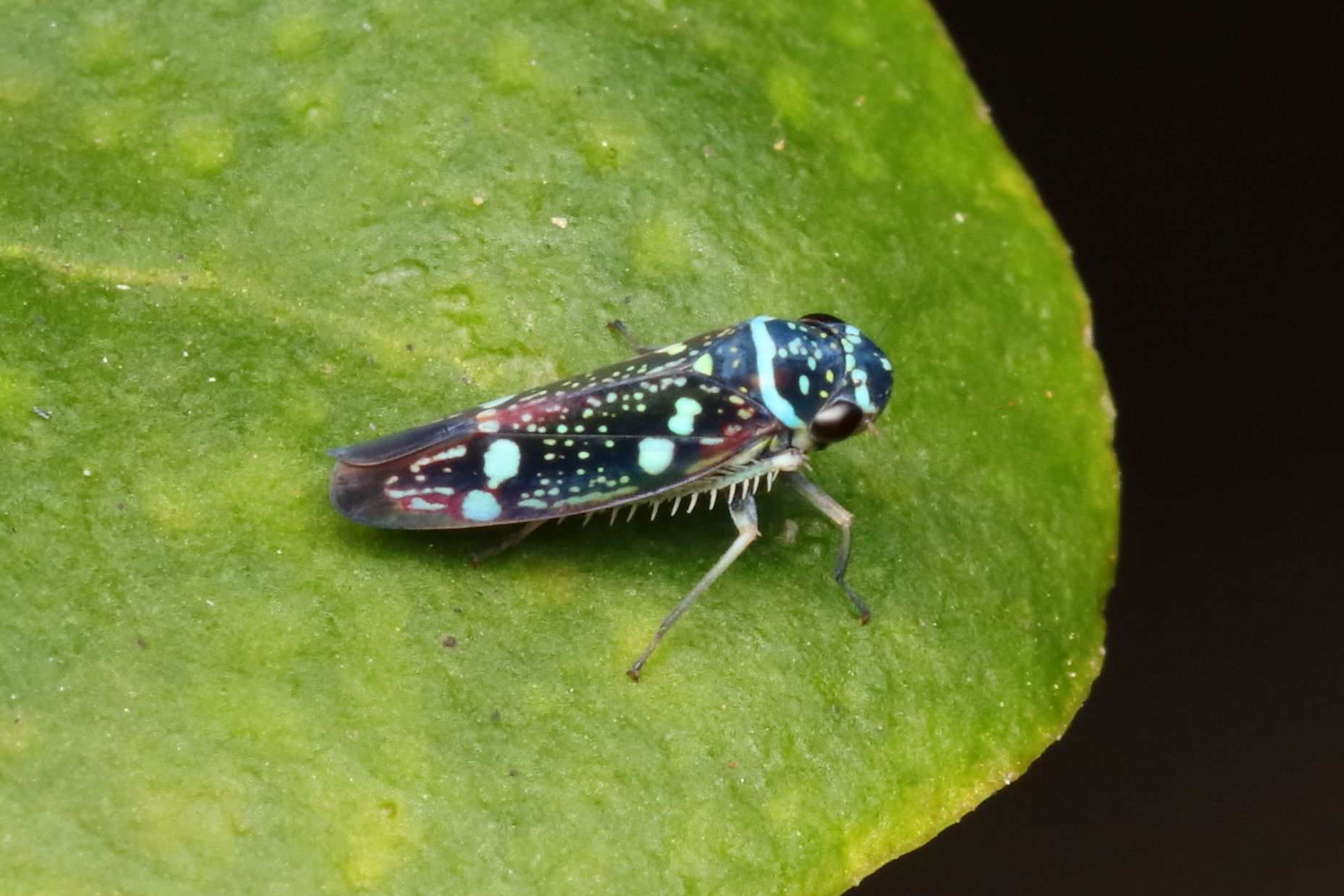 Macugonalia leucomelas
