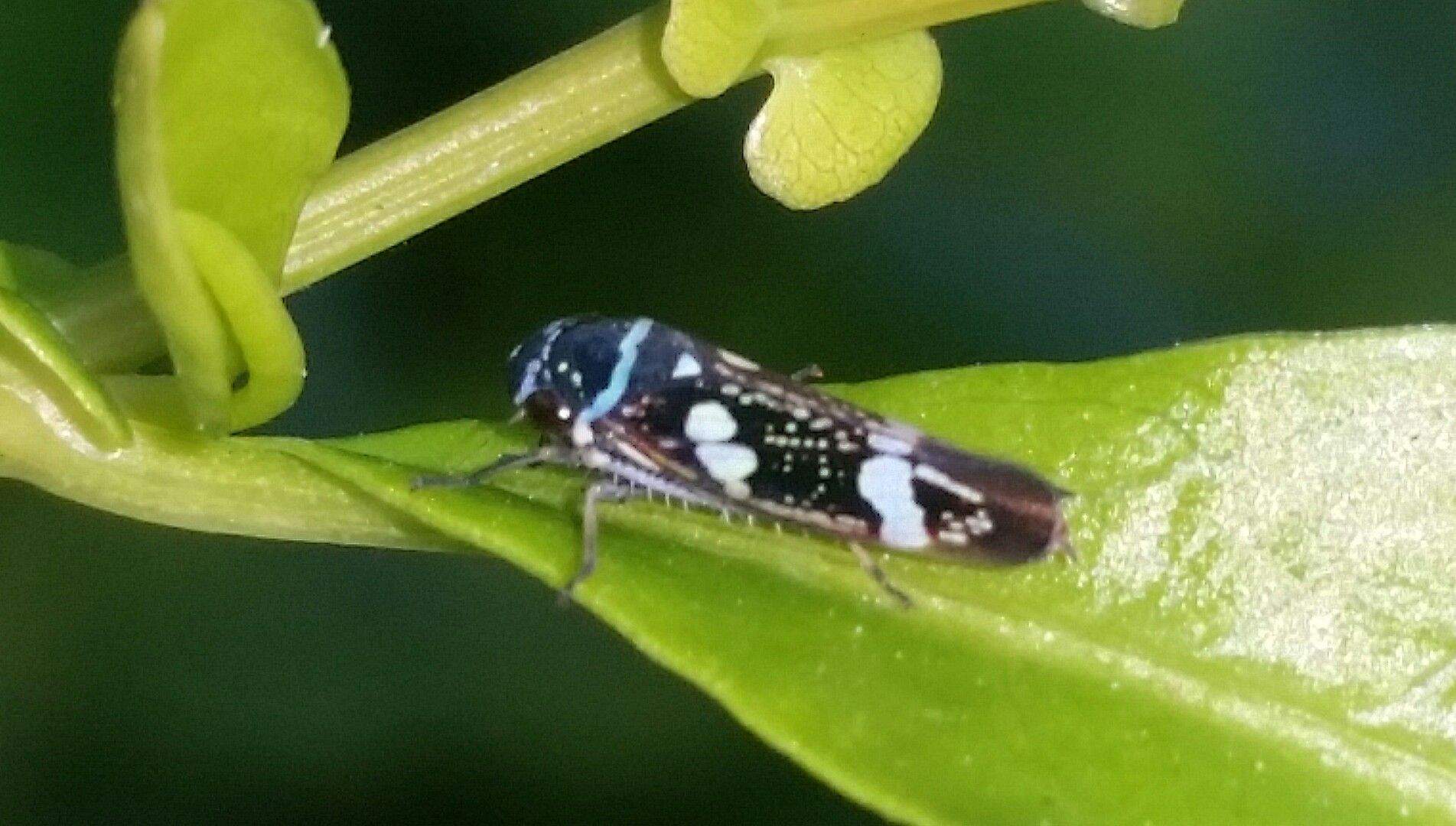 Macugonalia leucomelas
