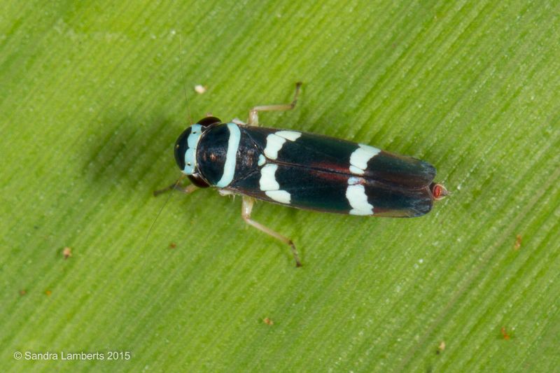 Macugonalia leucomelas