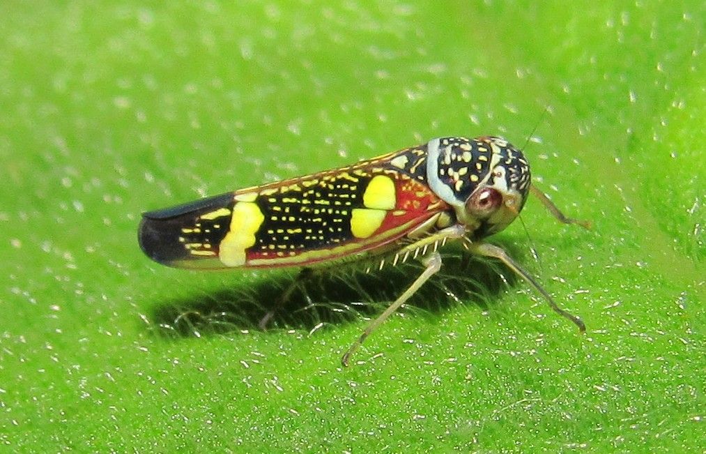 Macugonalia leucomelas