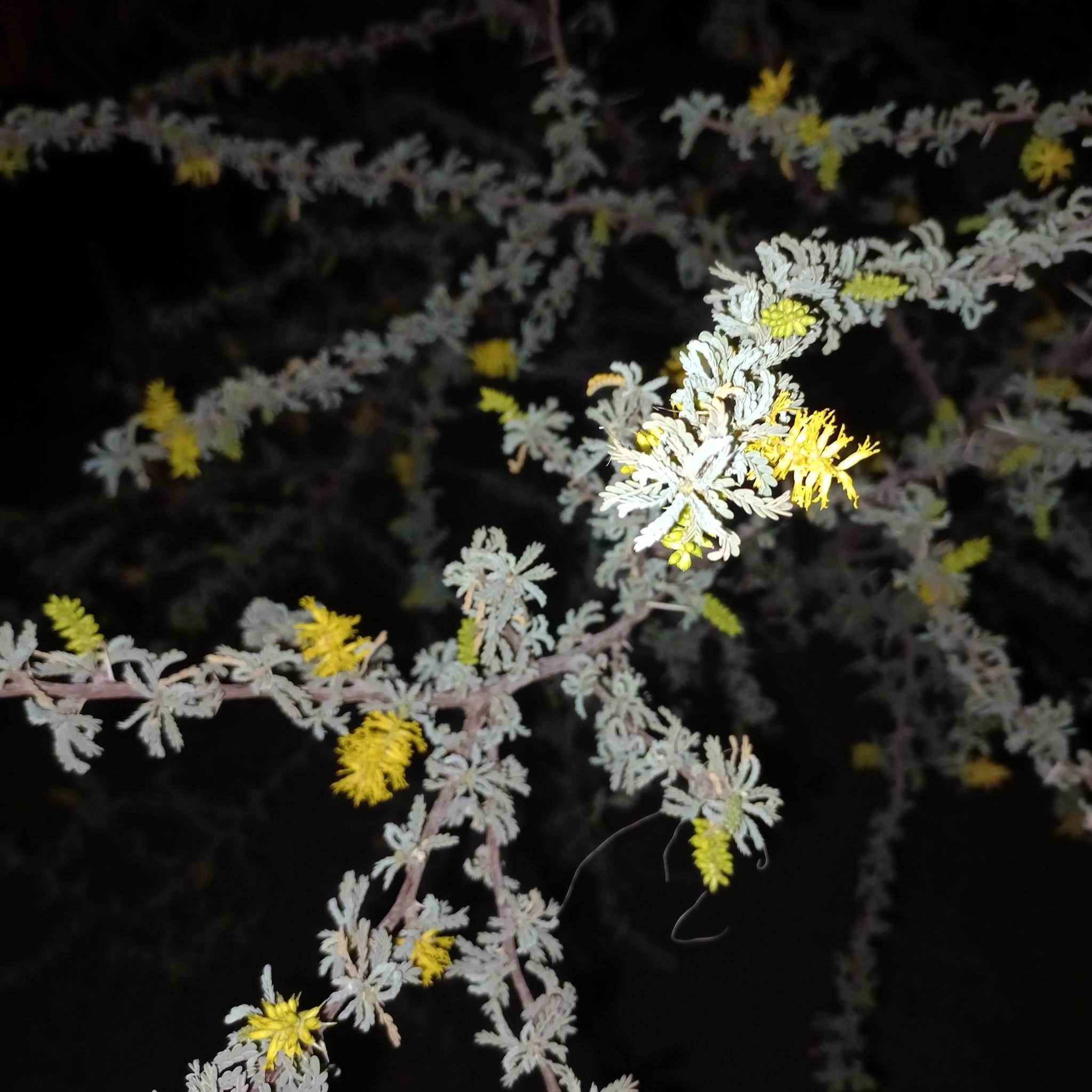 Strombocarpa palmeri