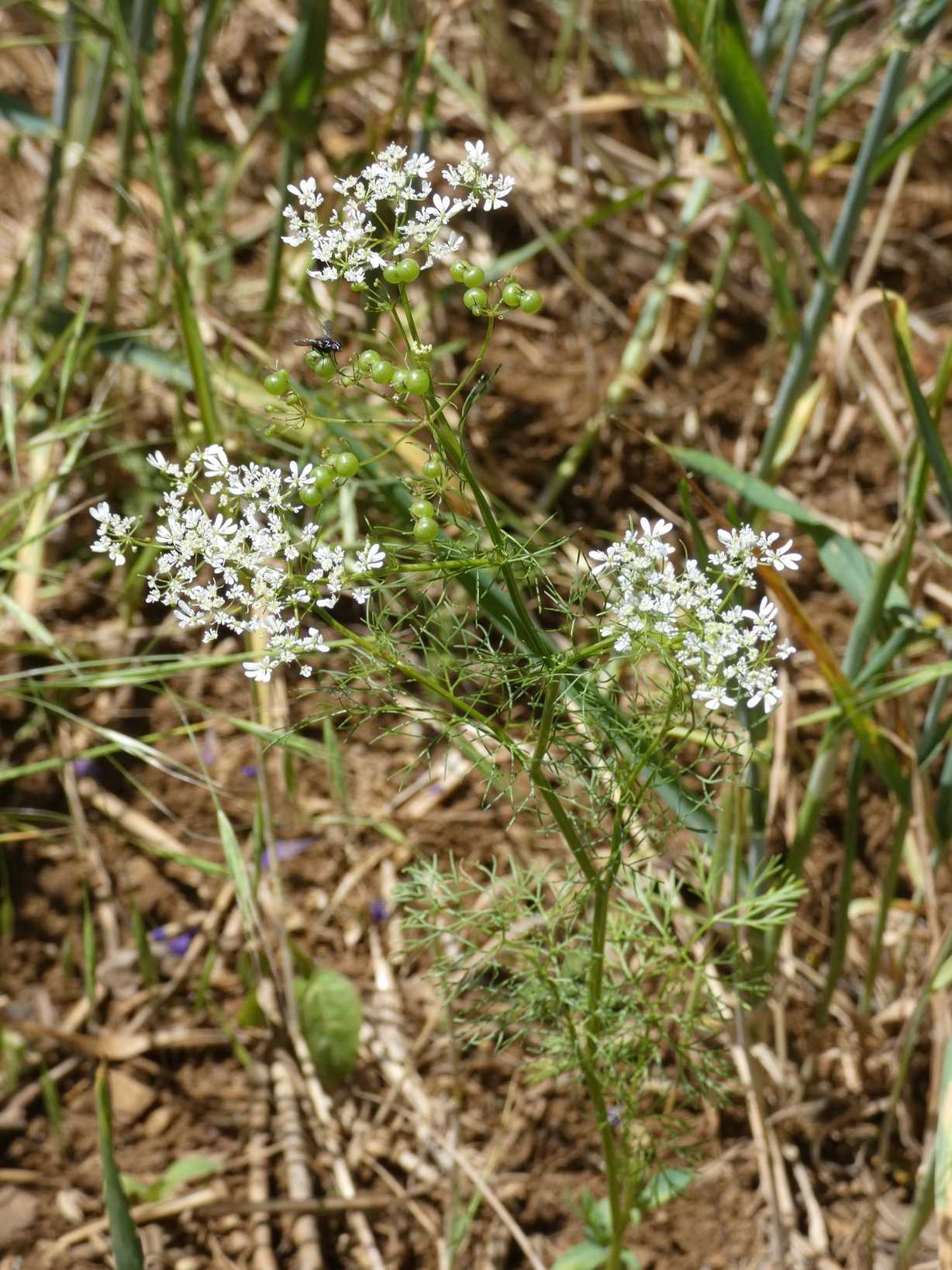 Bifora radians