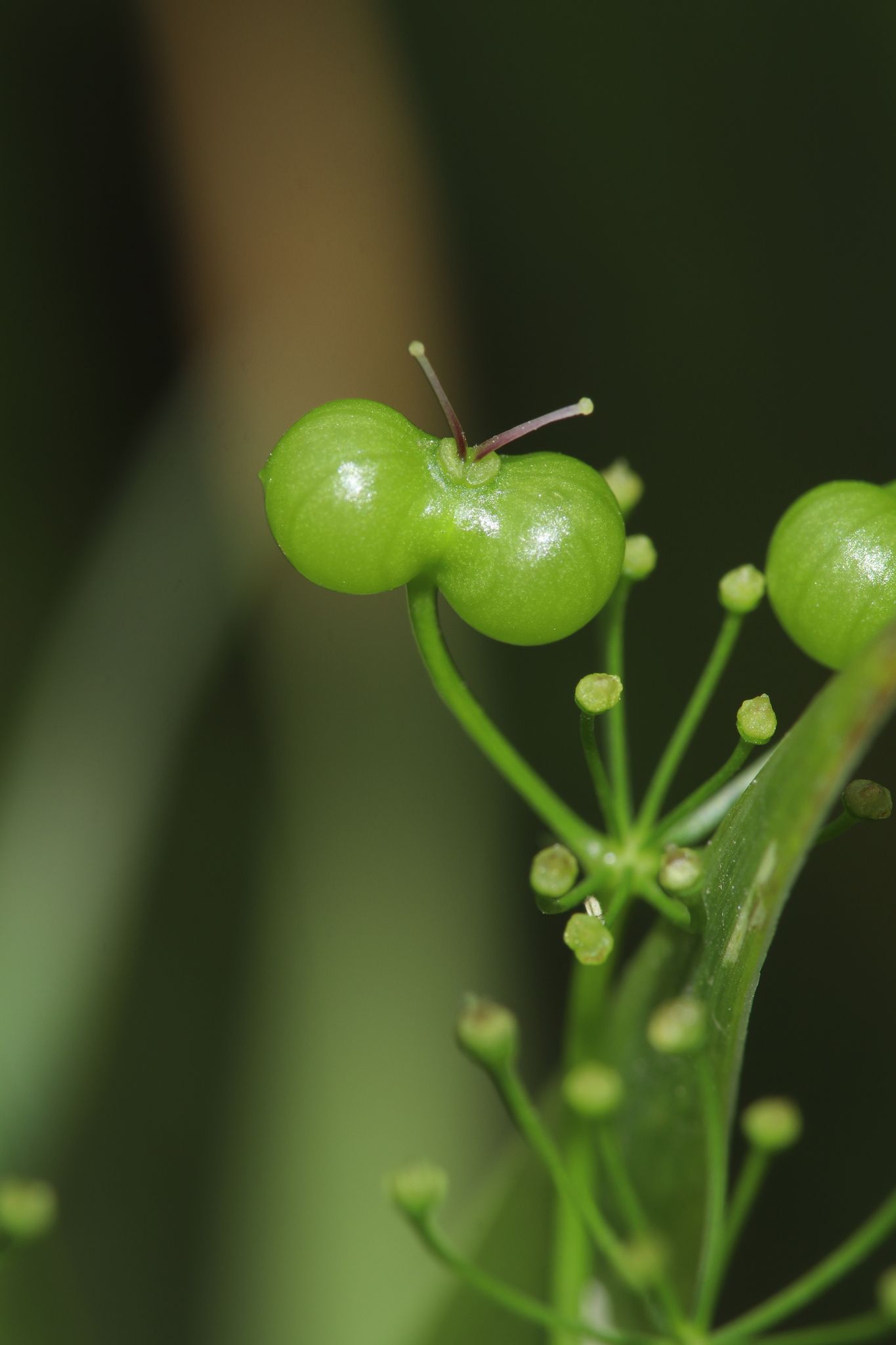 Bifora radians