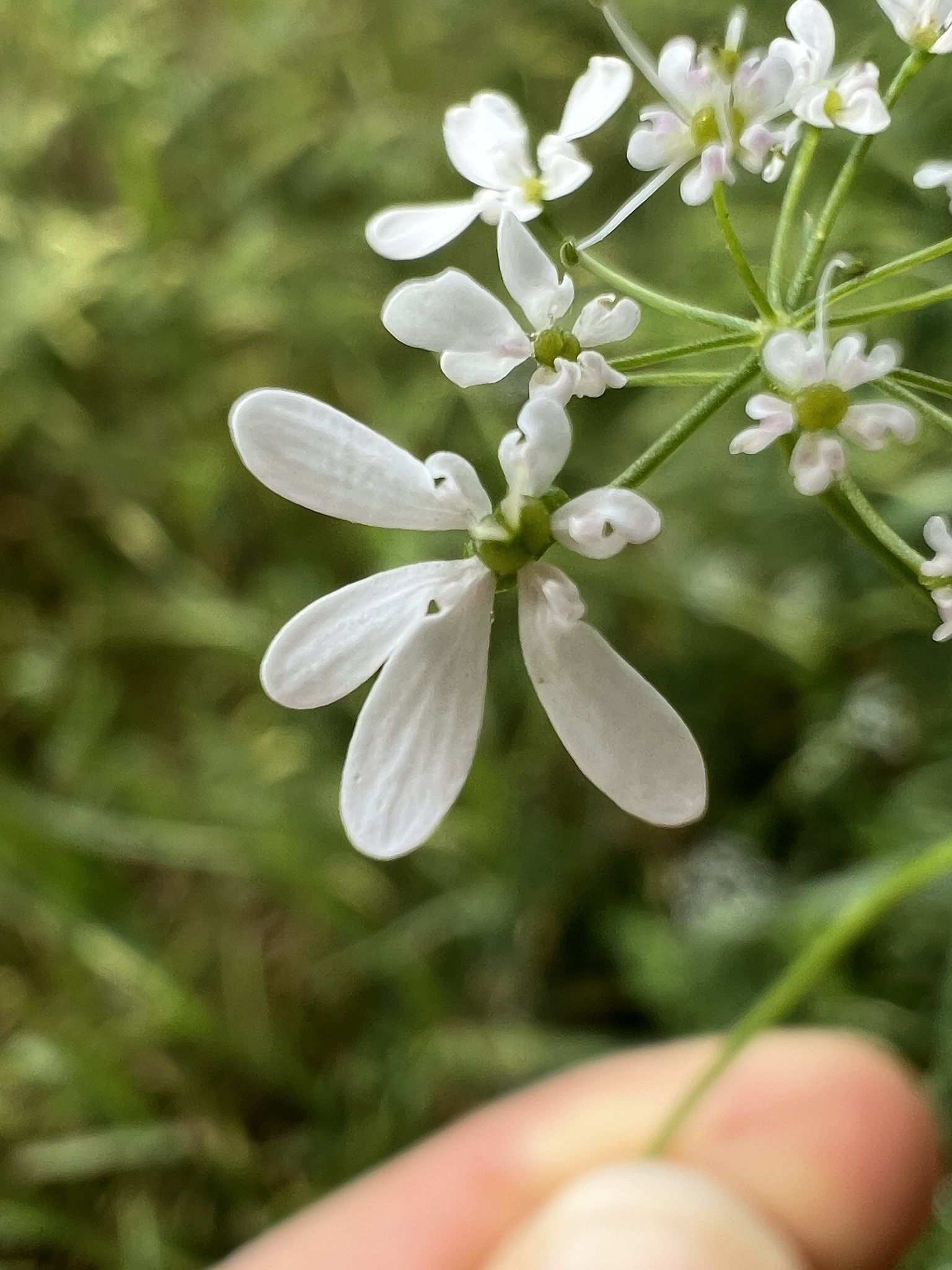 Bifora radians