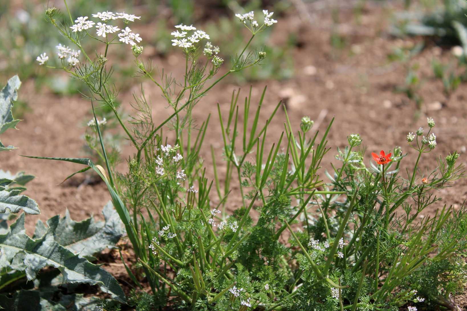 Bifora radians