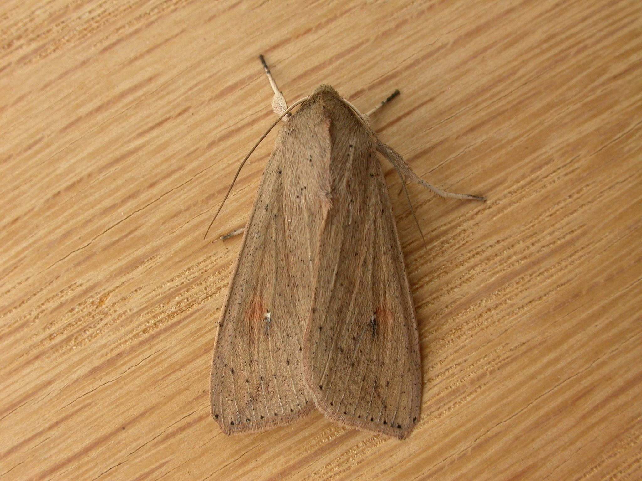 Mythimna convecta