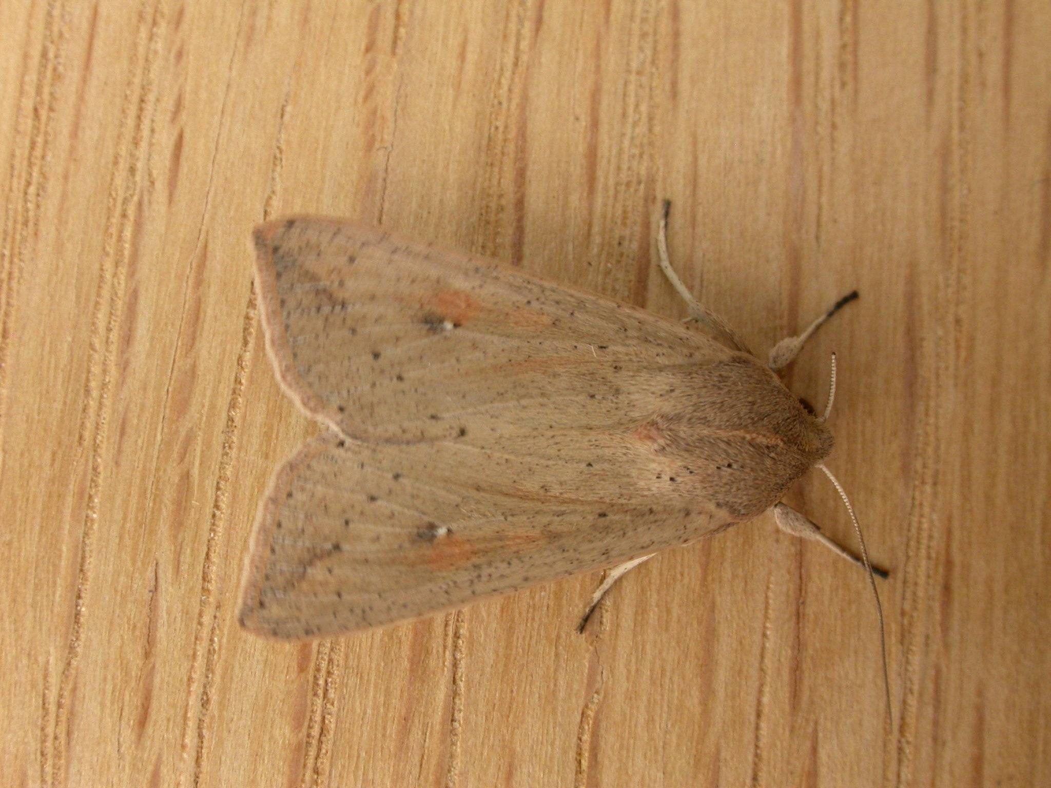 Mythimna convecta