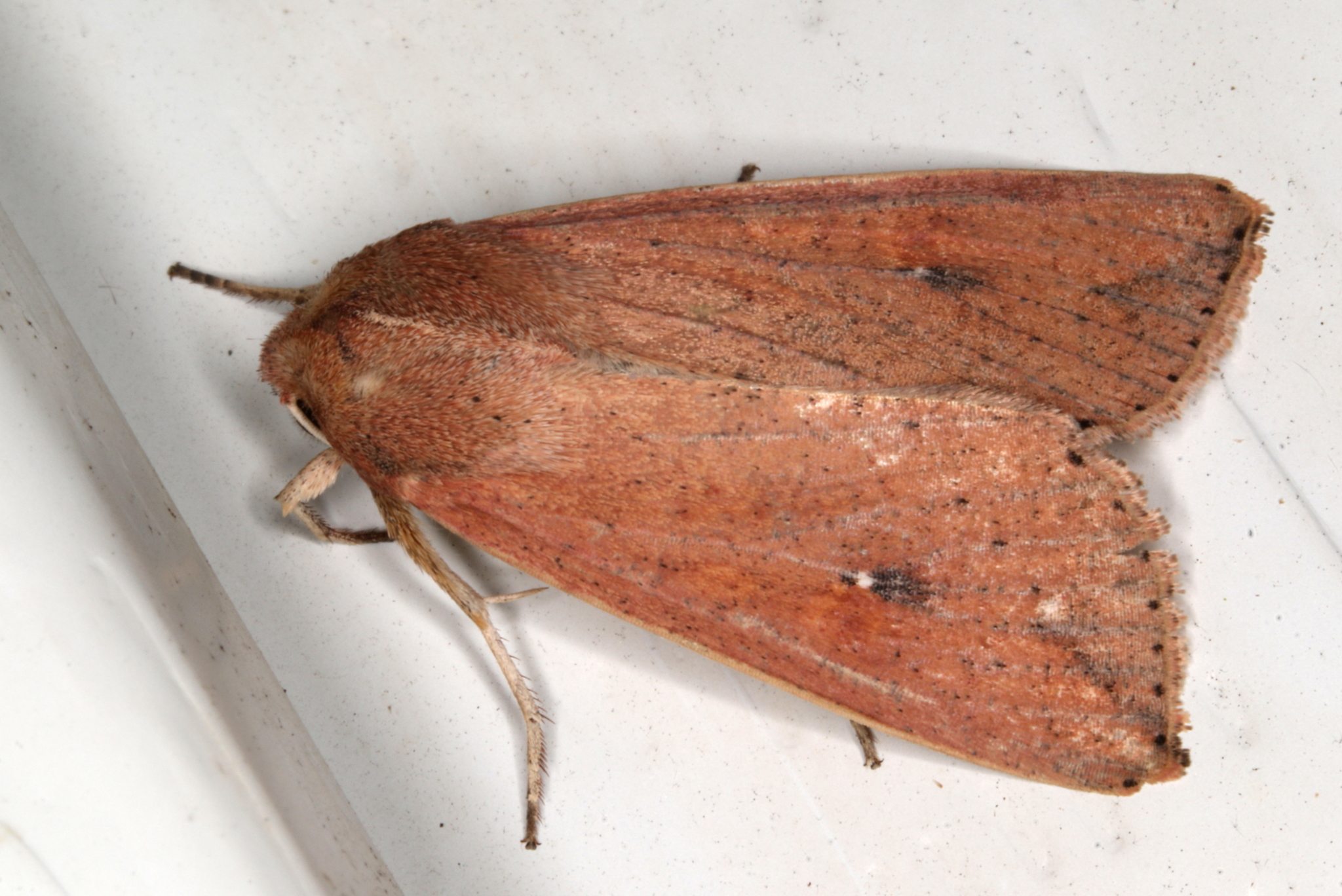 Mythimna convecta