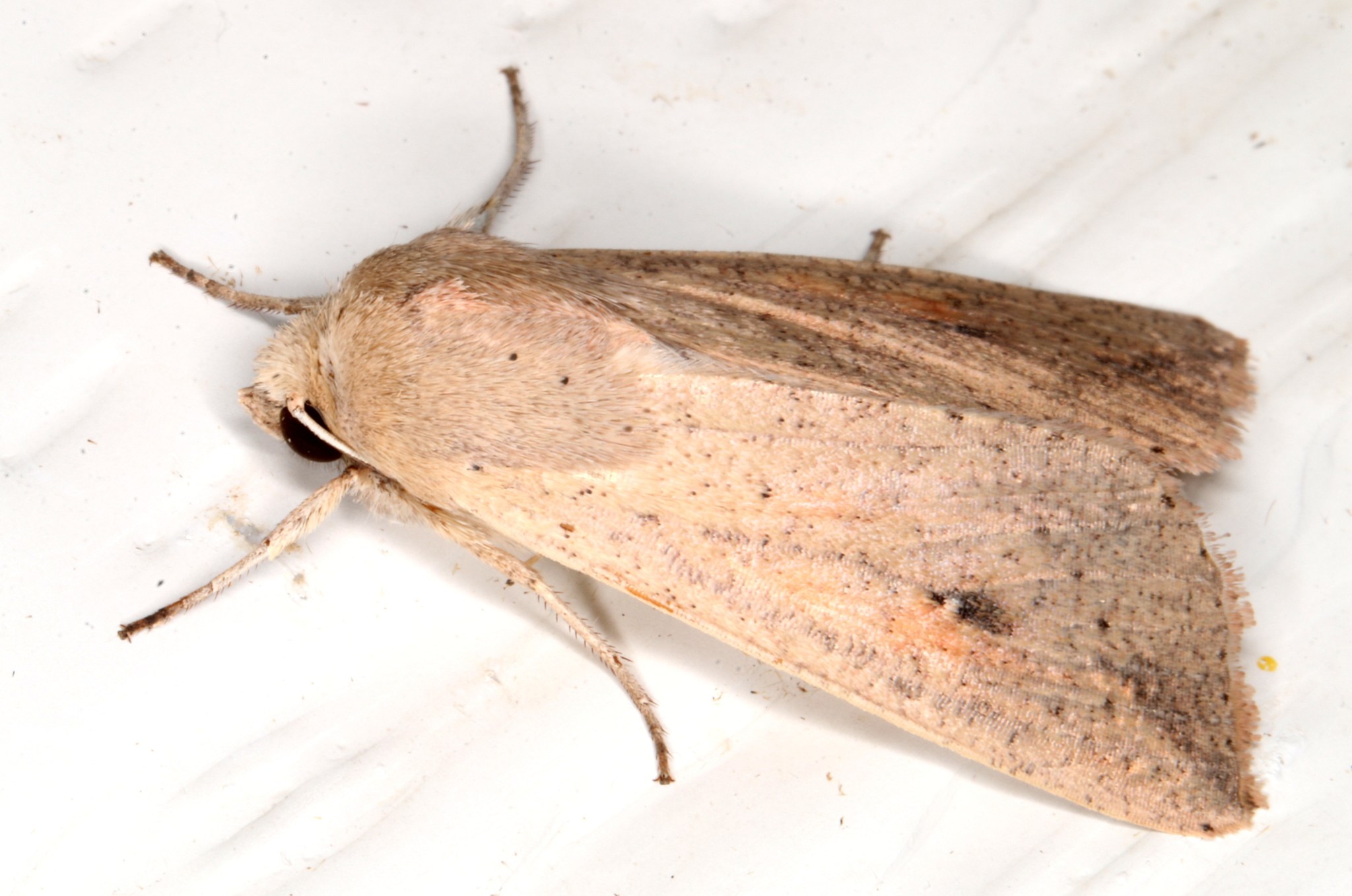 Mythimna convecta