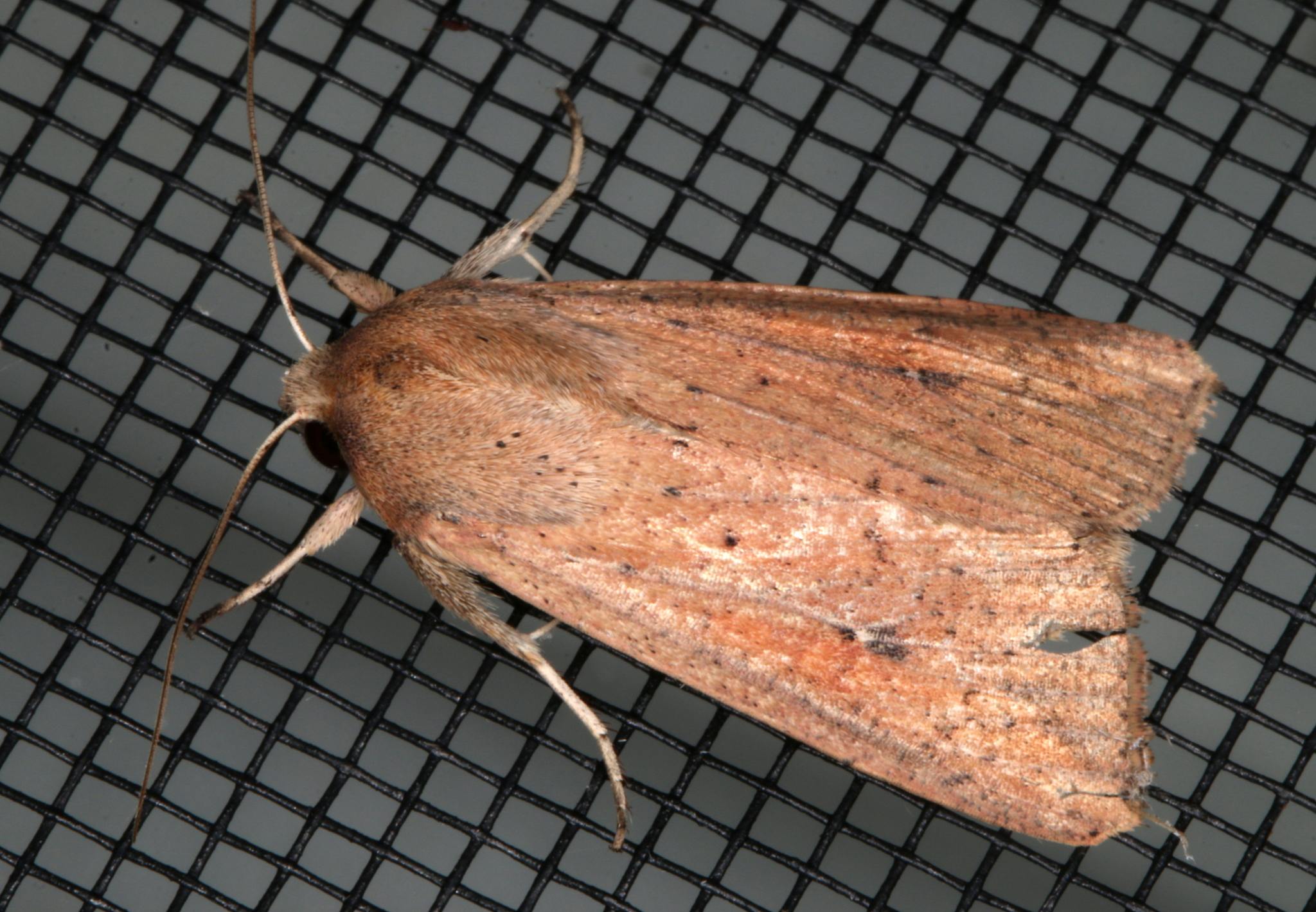 Mythimna convecta