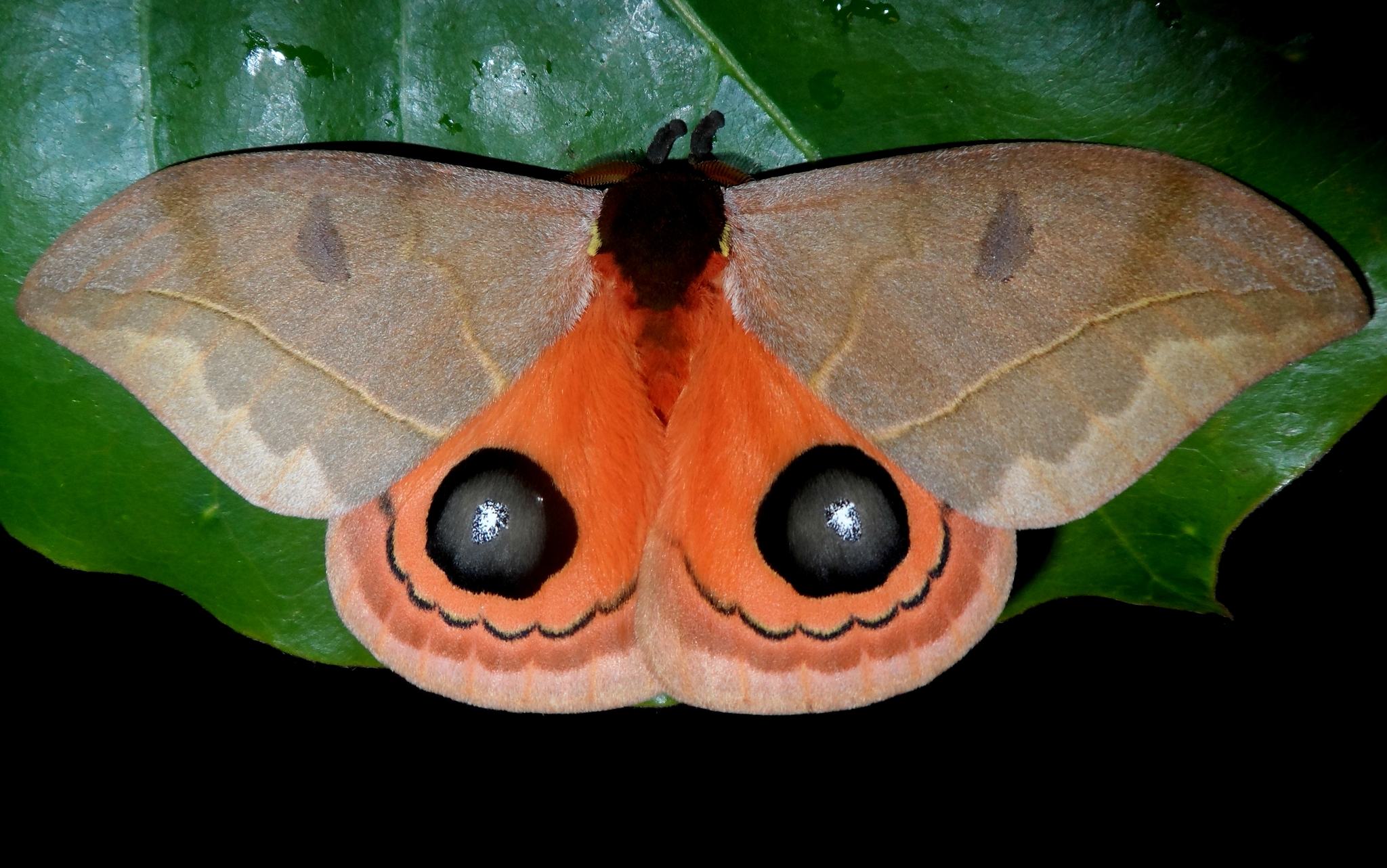 Automeris illustris
