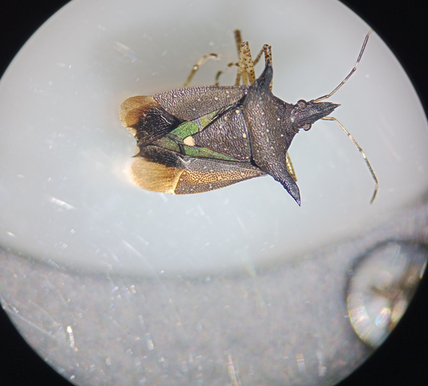 Proxys albopunctulatus