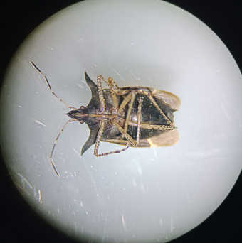Proxys albopunctulatus