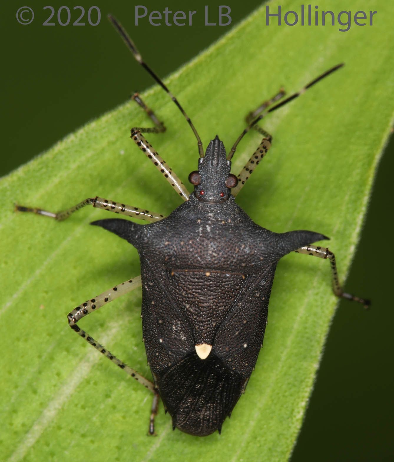Proxys albopunctulatus
