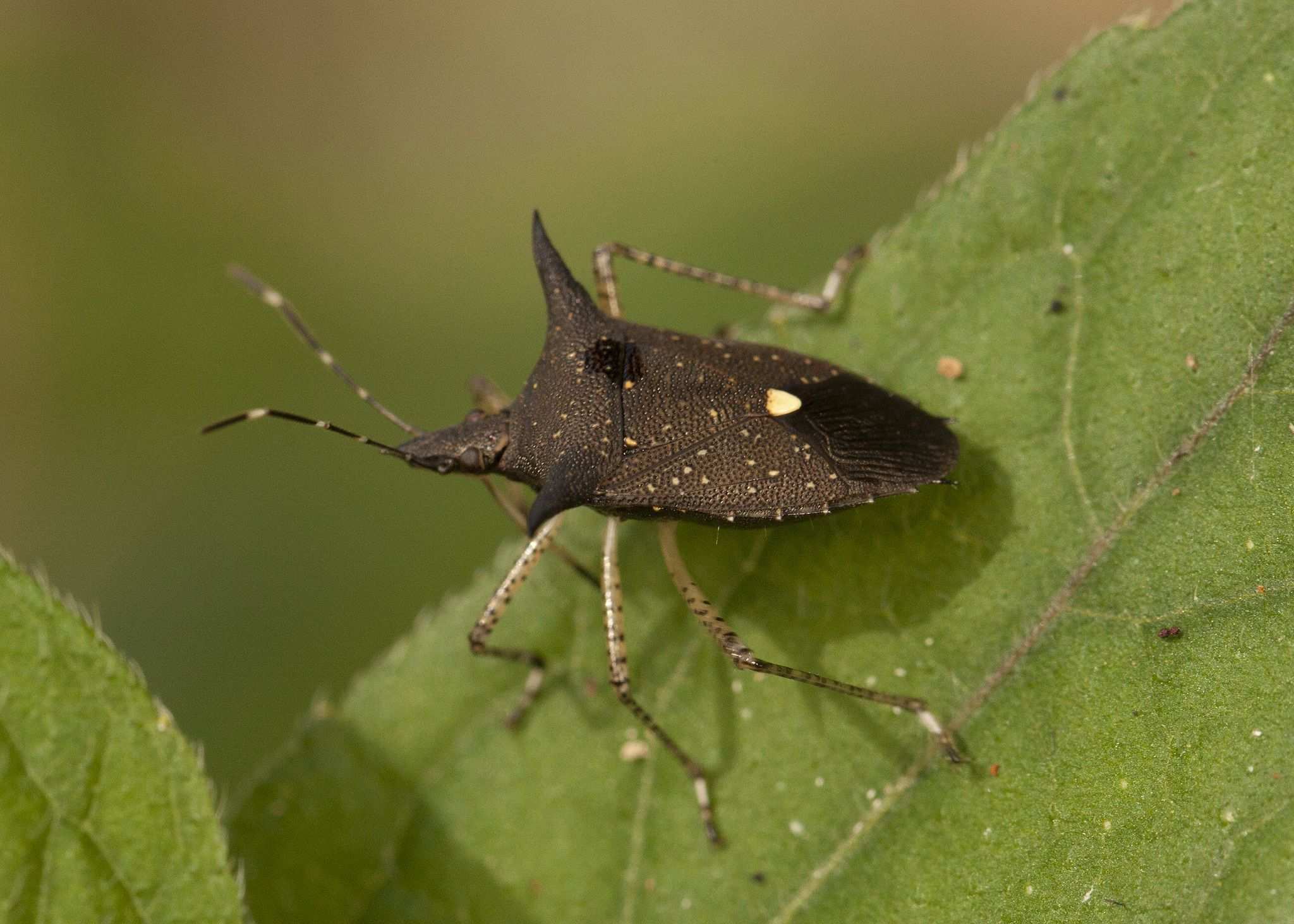 Proxys albopunctulatus