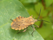 Spartocera