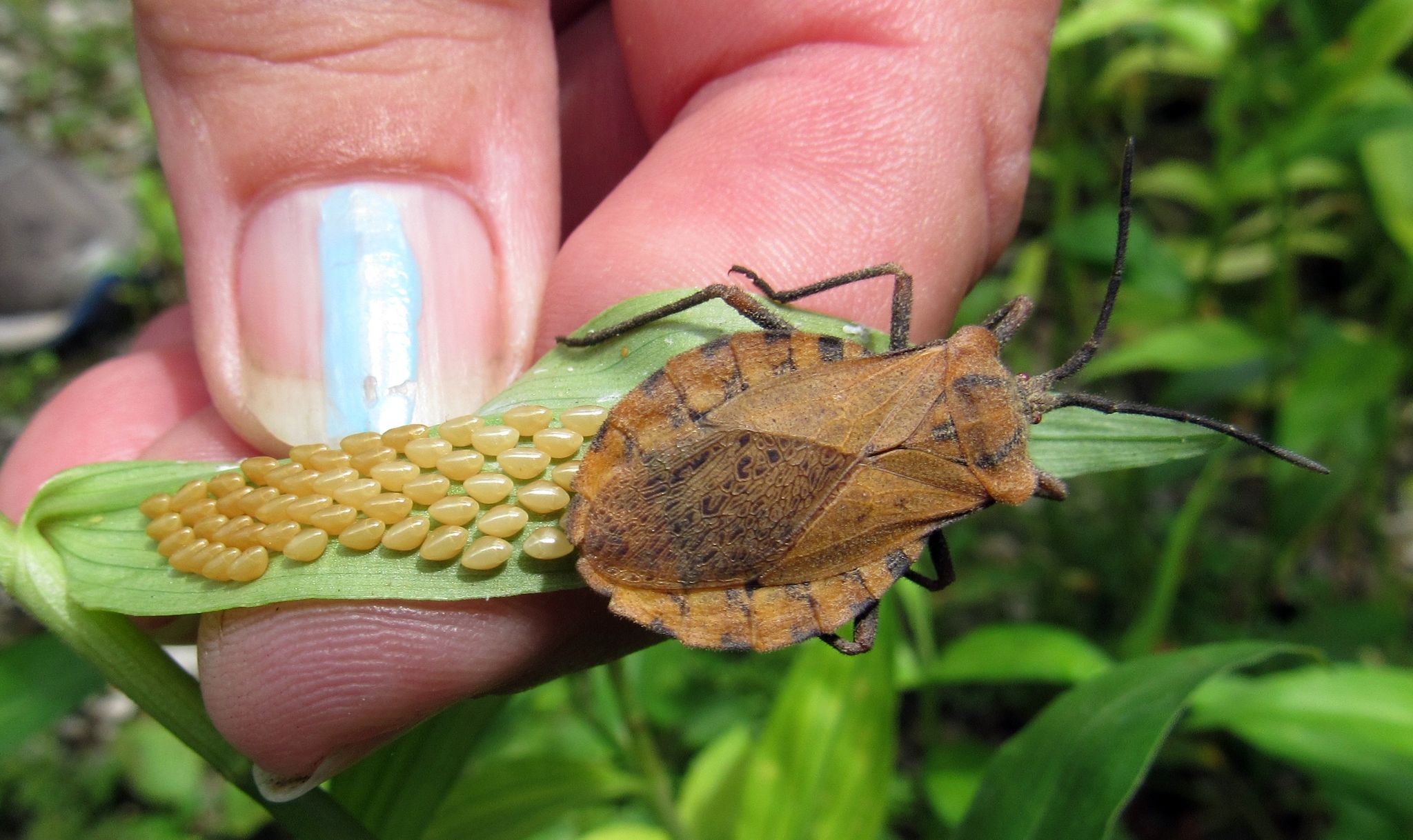 Spartocera